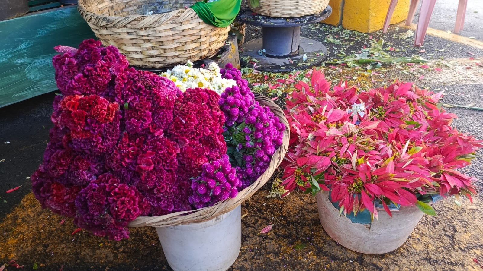 Gran demanda de flores nacionales por La Gritería