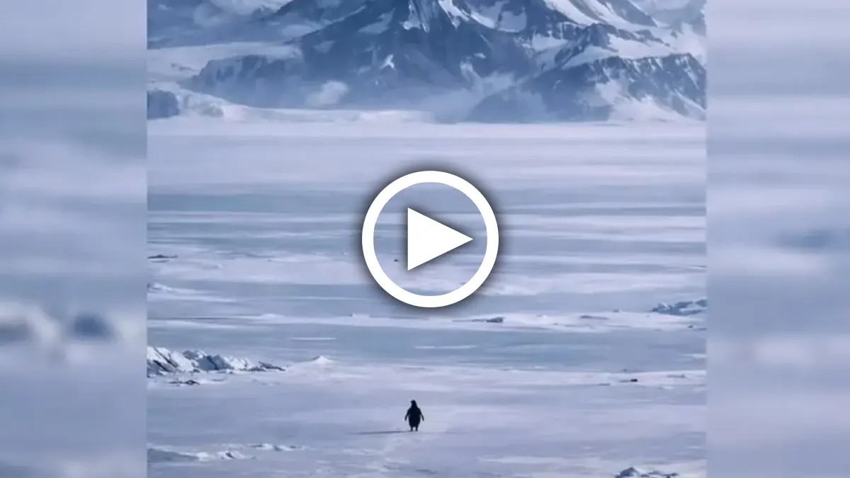 A 20 años de su grabación, el pingüino solitario vuelve a emocionar al mundo