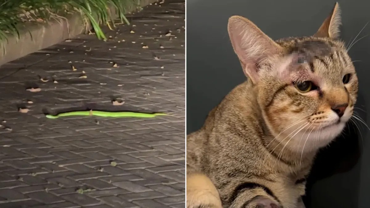 Gata salva a una familia de una serpiente venenosa en Bali