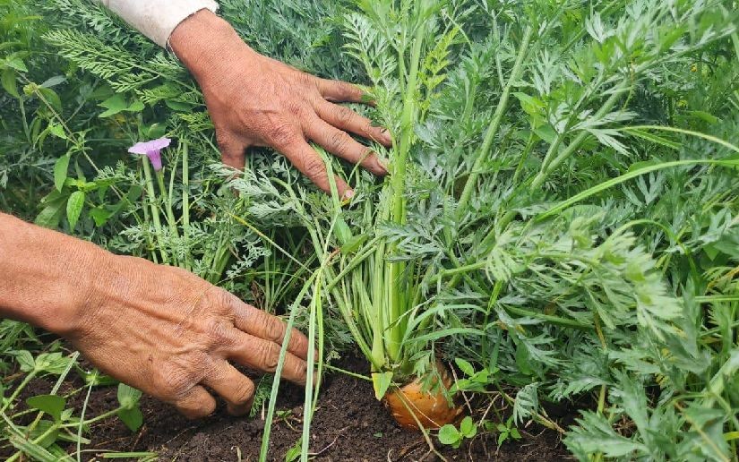 Jinotega y Matagalpa lideran cosecha de zanahoria con más de 34 mil quintales