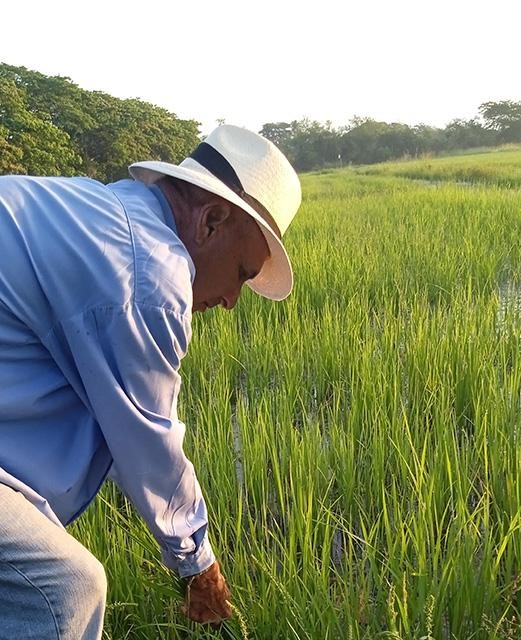 Sembrará la provincia unas 400 hectáreas de arroz