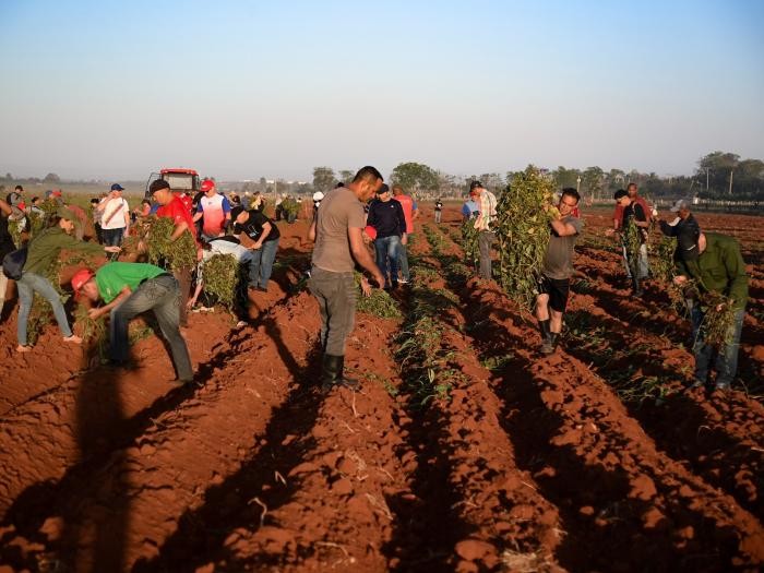La juventud cubana protagonizó un domingo productivo (+ Fotos)
