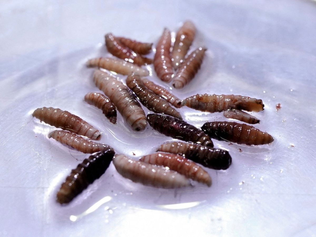 Más de 200 nicaragüenses afectados con gusano barrenador, entre estos, una niña de 7 días de nacida