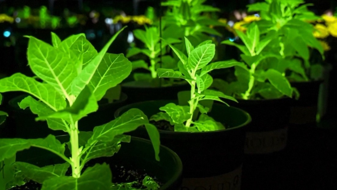 Crean plantas capaces de brillar en la oscuridad